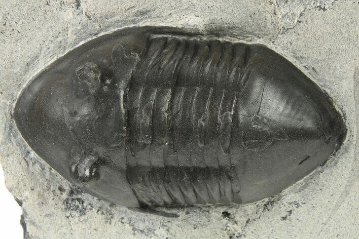 Inflated Isotelus Trilobite - Walcott-Rust Quarry, NY #269707